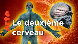 Documentaire Le ventre, notre deuxième cerveau