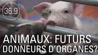 Les animaux futurs donneurs d’organes ?