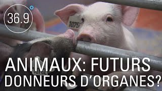 Documentaire Les animaux futurs donneurs d’organes ?