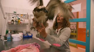 Documentaire L’ostéopathe qui murmure à l’oreille des vautours