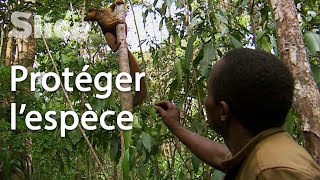 Madagascar : les gardiens des lémuriens
