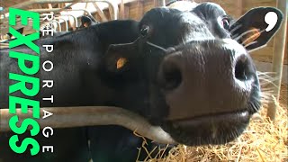 Documentaire Moderne, high tech, bienvenue dans la ferme du futur