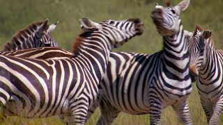 Punda le zèbre, une vie dans la savane
