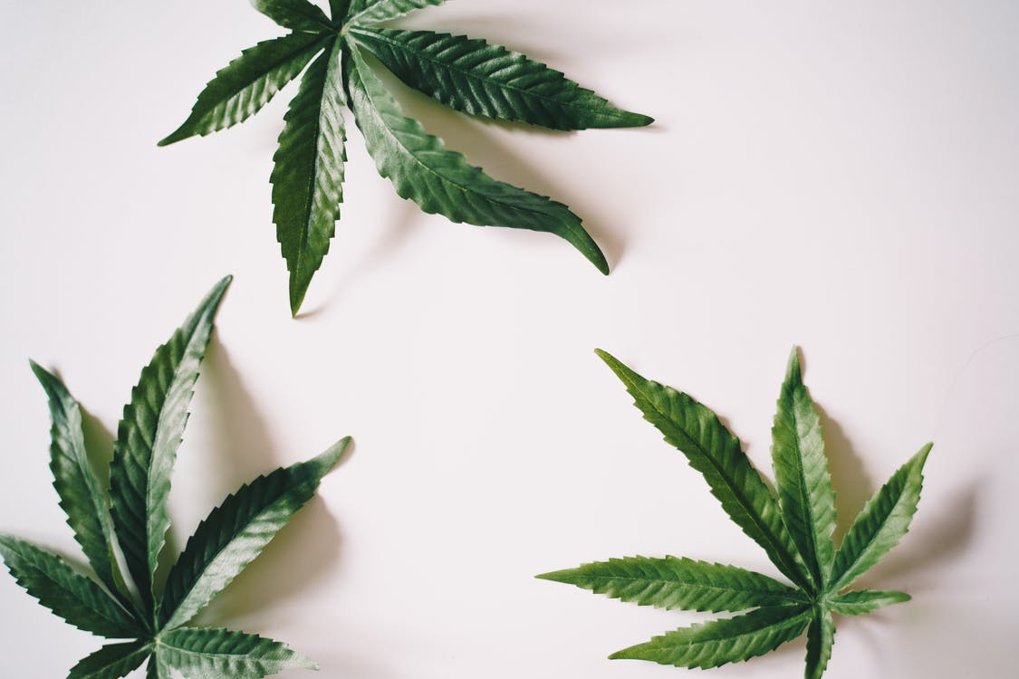 Les fleurs de CBD