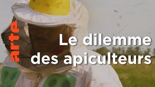 Documentaire Argentine, à la recherche du paradis | Les maîtres des abeilles