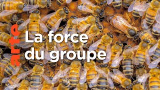 Ensemble, plus forts | Les réseaux sociaux des animaux