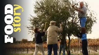 Documentaire Et si on faisait notre propre huile d’olive ?