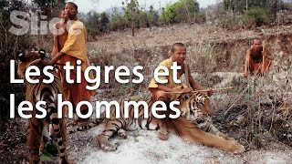 Documentaire La relation entre les hommes et le félin sacré en Asie du sud-est