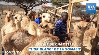 Le lait de chamelle, « l’or blanc » de la Somalie