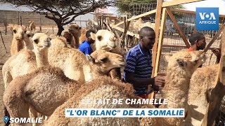 Documentaire Le lait de chamelle, « l’or blanc » de la Somalie