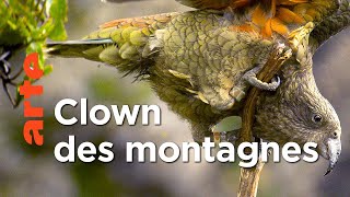 Les kéas de Nouvelle-Zélande