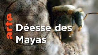 Mexique, l'abeille maya | Les maîtres des abeilles