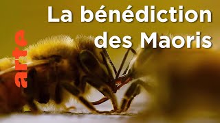 Documentaire Nouvelle-Zélande, le trésor des Maoris | Les maîtres des abeilles