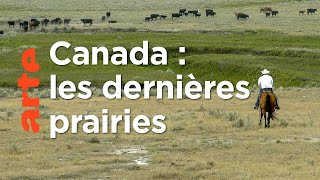 Documentaire Prairies | Les parcs nationaux canadiens