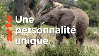 Question de personnalité | Les réseaux sociaux des animaux