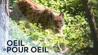 Qui veut la peau du lynx ?