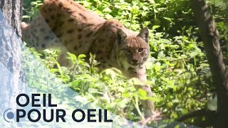 Documentaire Qui veut la peau du lynx ?