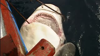Requins... dieux ou démons ?