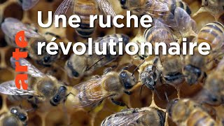 Documentaire Rosenfeld, un paradis pour les abeilles | Les maîtres des abeilles