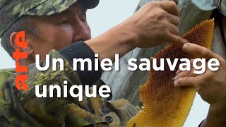 Russie, les cavaliers du miel | Les maîtres des abeilles