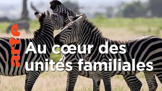 Secrets de famille - Les réseaux sociaux des animaux