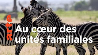 Documentaire Secrets de famille | Les réseaux sociaux des animaux