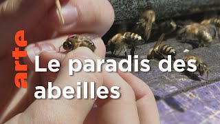 Slovénie, le refuge de l'abeille carniolienne | Les maîtres des abeilles