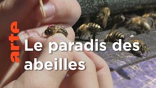 Documentaire Slovénie, le refuge de l’abeille carniolienne | Les maîtres des abeilles