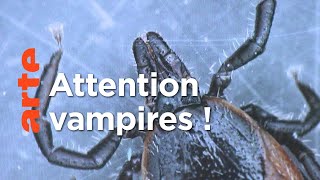 Alerte aux tiques !