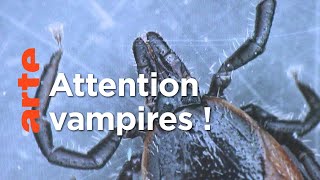 Documentaire Alerte aux tiques !