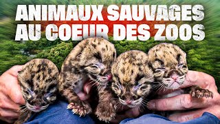 Documentaire Animaux sauvages, plongée au coeur des zoos