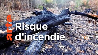 Documentaire France : quand les arbres ont soif, la forêt brûle