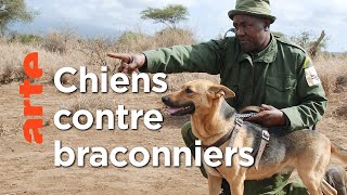 Documentaire Kenya, les chiens au secours des éléphants