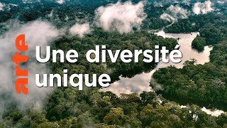 Documentaire L’Amazone, un trésor de biodiversité | Deltas du monde