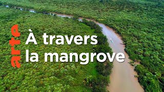 L’Irrawaddy : Le monde fascinant de la mangrove | Deltas du monde