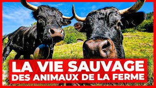 La vie sauvage des animaux de la ferme