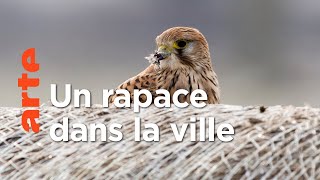 Le faucon crécerelle