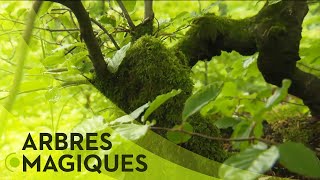 Les pouvoirs cachés des arbres