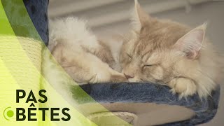 Nos animaux ont mal vécu le confinement