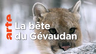 Puma, le fantôme du Gévaudan
