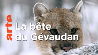 Documentaire Puma, le fantôme du Gévaudan