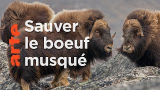 Documentaire Scandinavie, l’appel de la nature (1/5)