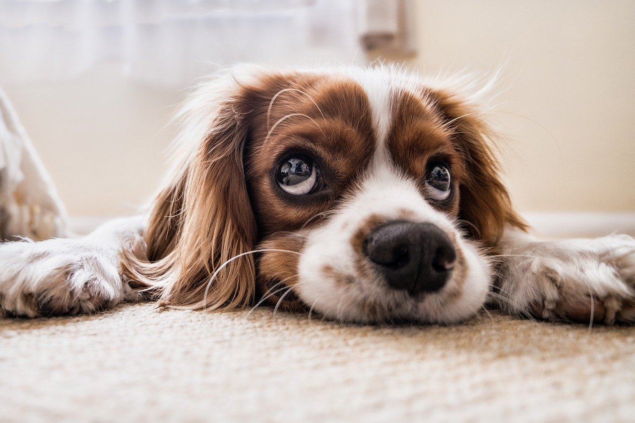 Quelles sont les solutions pour faire garder son animal de compagnie pendant les vacances ?