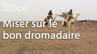 Dans les préparatifs du tiercé du désert