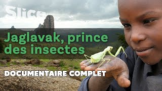 Jaglavak, prince des insectes