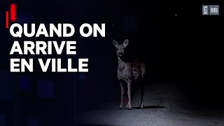 La faune dans la ville