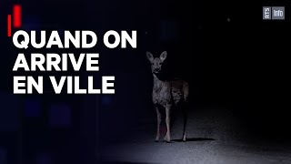 Documentaire La faune dans la ville