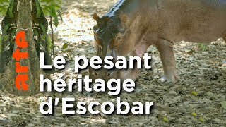 Documentaire Les hippopotames de Pablo Escobar