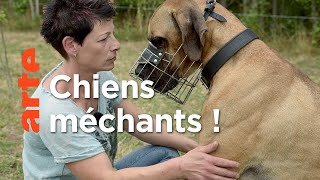 Les molosses attaquent