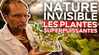 Documentaire Nature Invisible – Les plantes superpuissantes